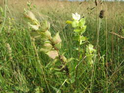 Image of European yellow rattle