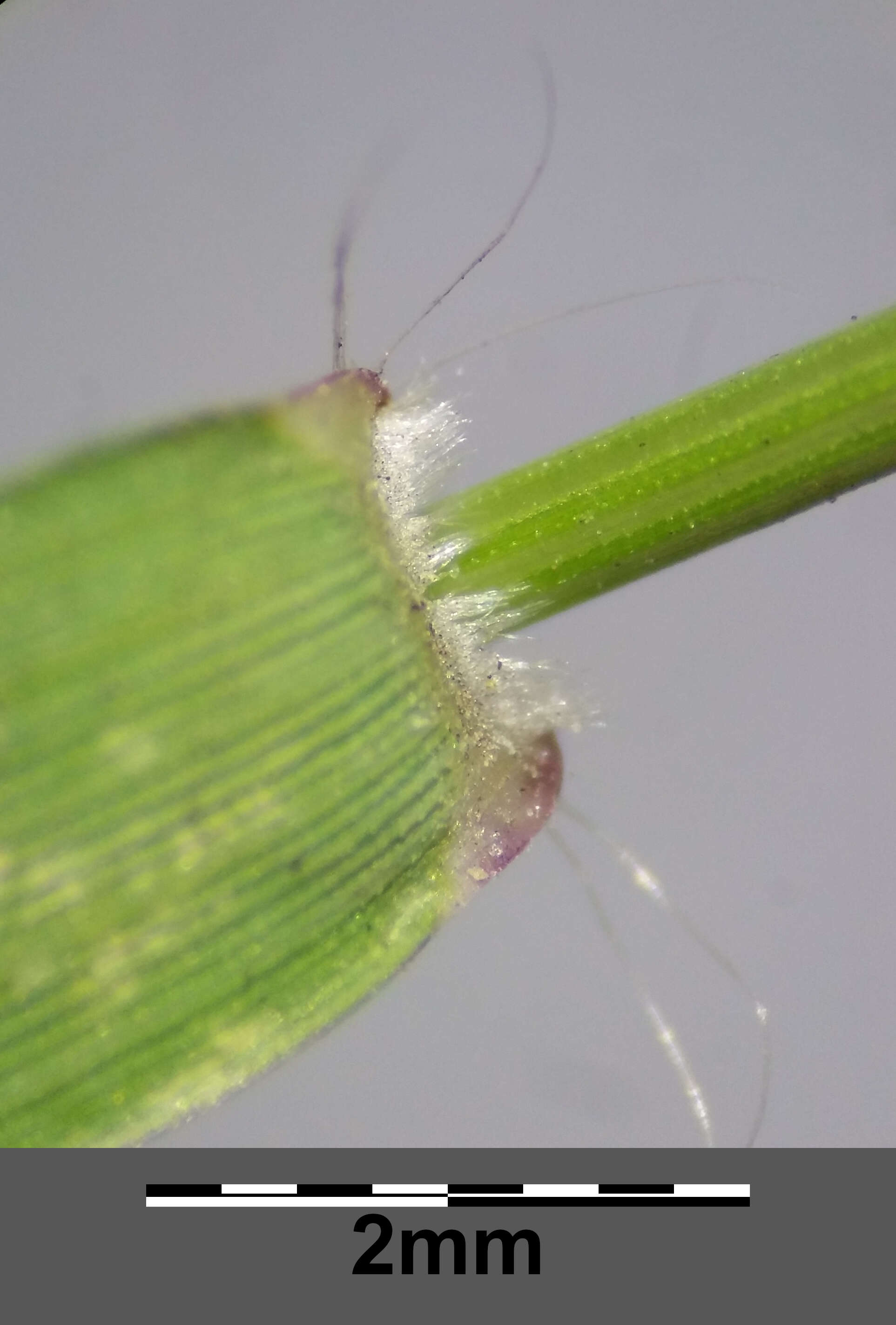 Image of Indian lovegrass