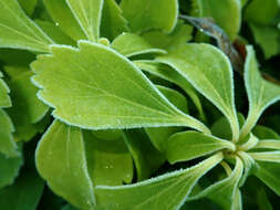 Image of Japanese pachysandra