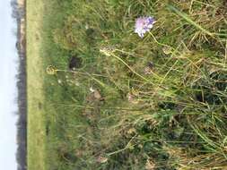 Image of Scabiosa triandra L.