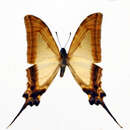 Image of Protographium leucaspis (Godart 1819)