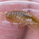 Image of Gammarus lacustris