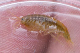 Image of Gammarus lacustris