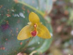 Image of Bulbophyllum dryas Ridl.