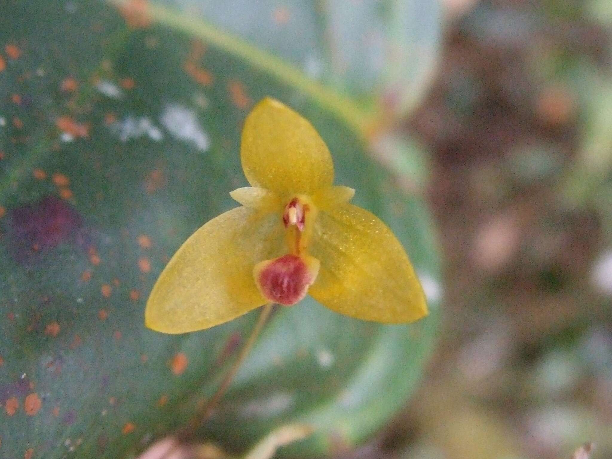 Image of Bulbophyllum dryas Ridl.