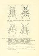 Image of Narpus concolor (Le Conte 1881)