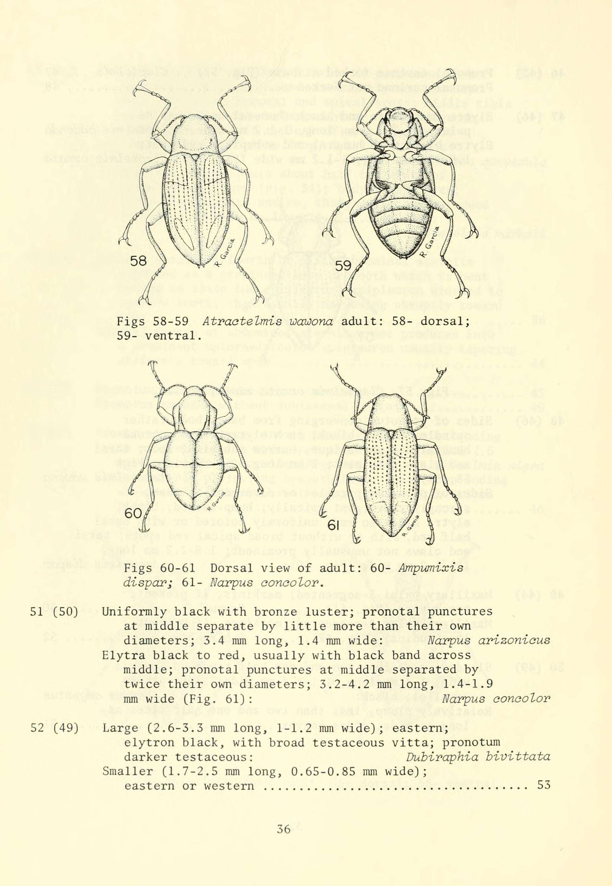 Image of Narpus concolor (Le Conte 1881)