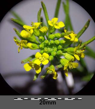 Image of treacle mustard