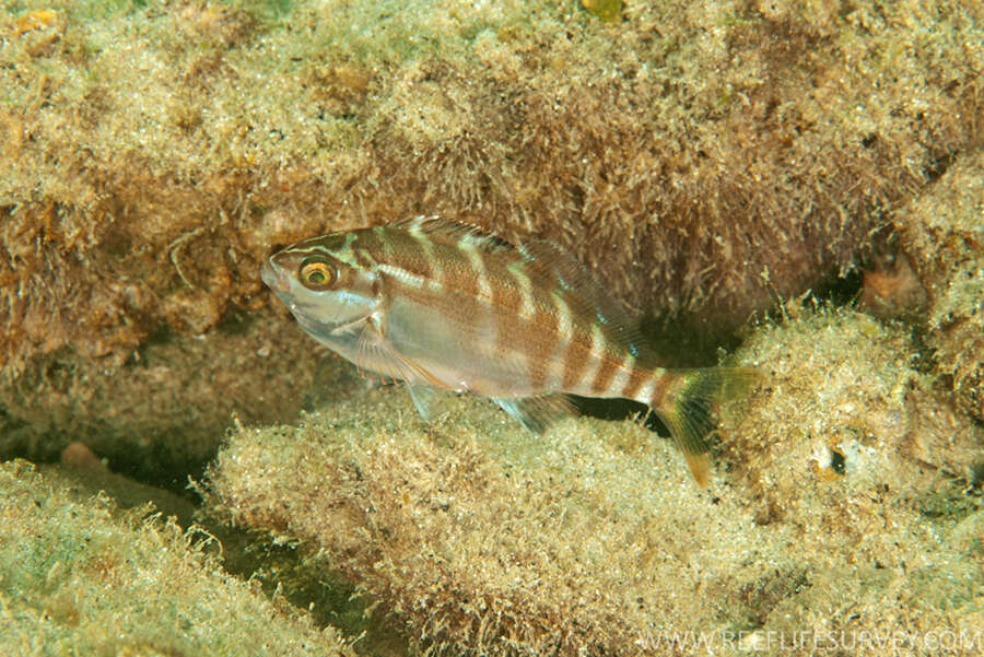 Image of Morwong fuscus