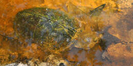 Image of Keeled Musk Turtle