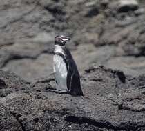 Imagem de Pinguim-das-galápagos