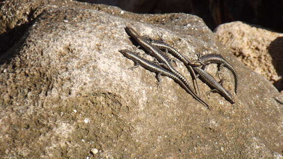 صورة Cryptoblepharus voeltzkowi (Sternfeld 1918)