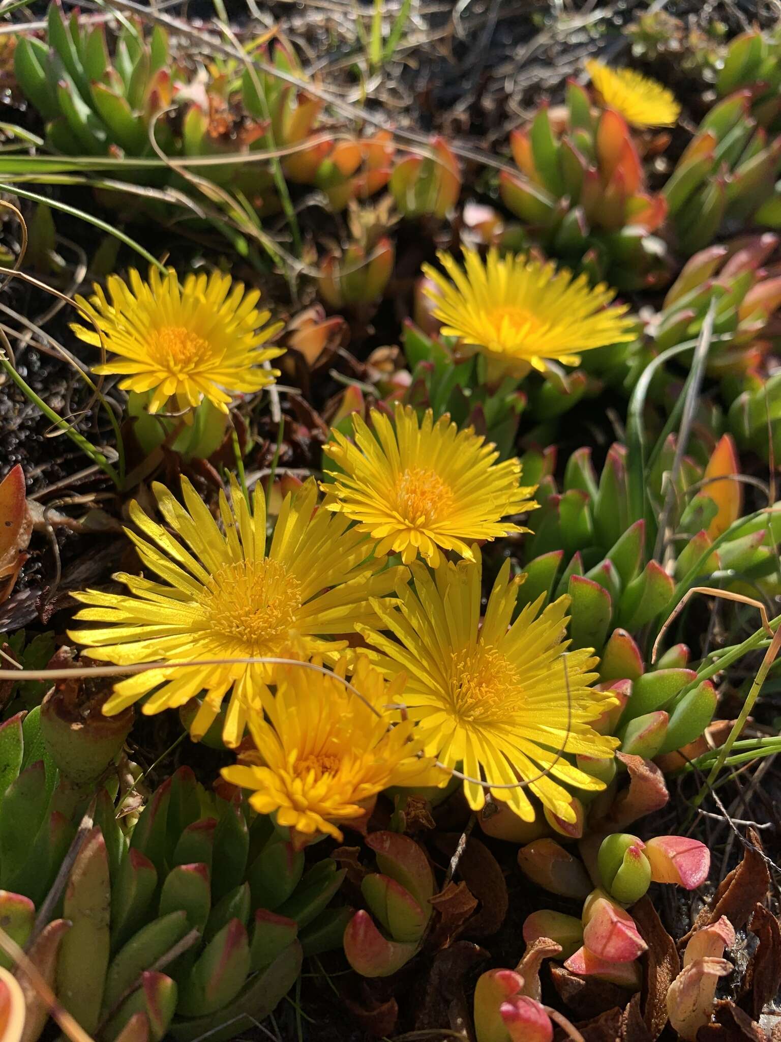 صورة Lampranthus