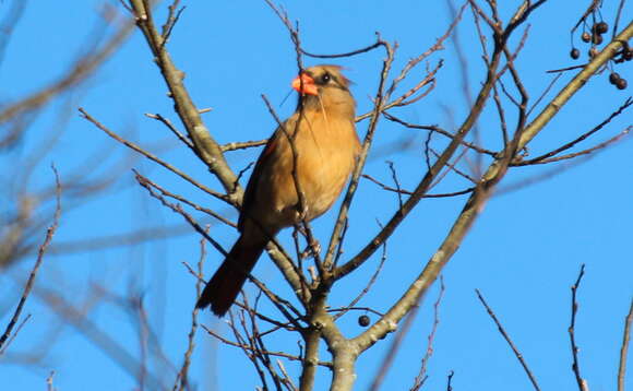 Image of Cardinalis Bonaparte 1838