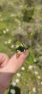 Image of Owly sulphur