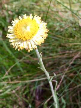 Image of bracted strawflower