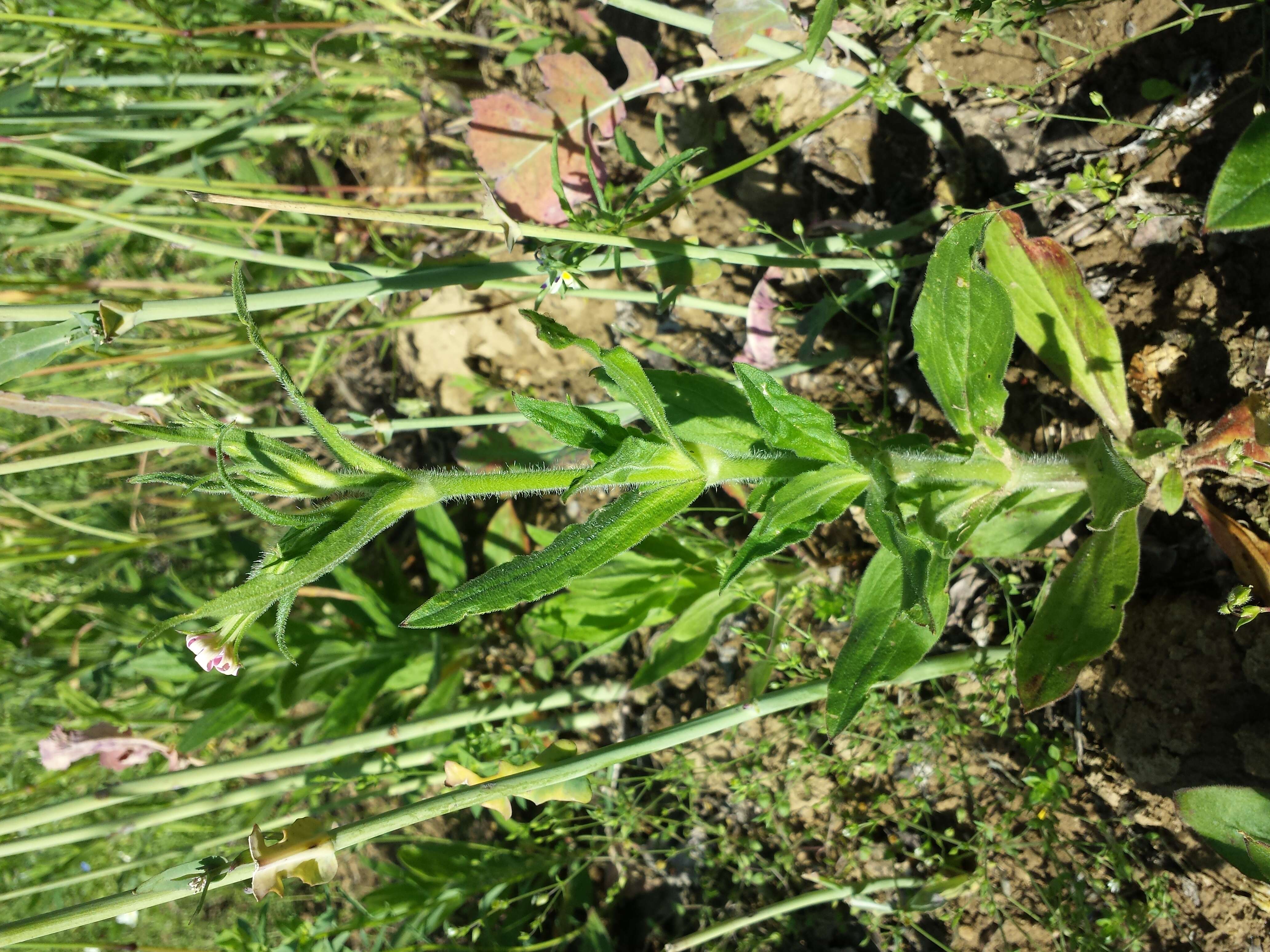 Image of night-flowering campion