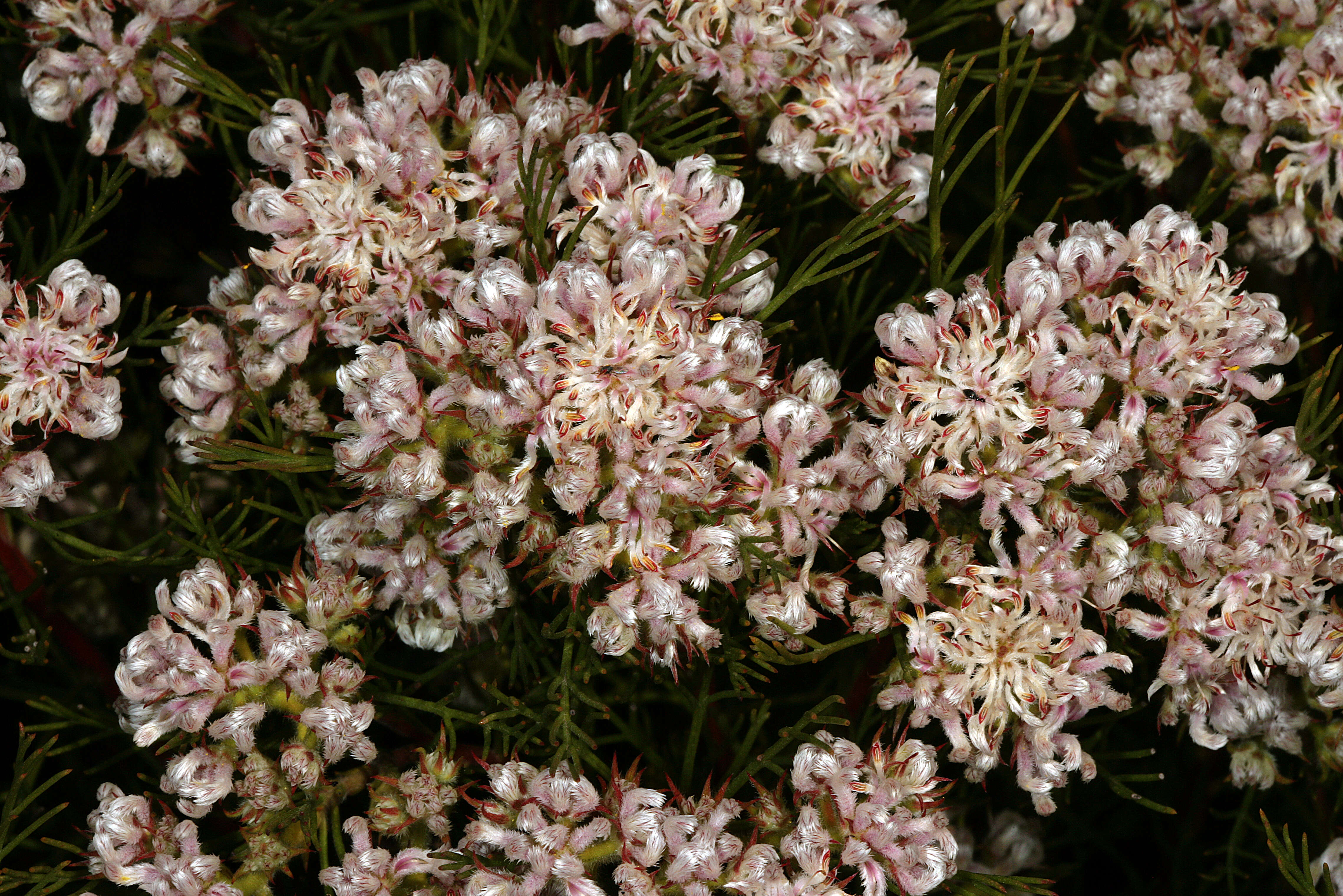 Image of Sandveld spiderhead