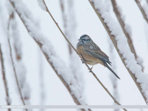 Image of European Rock Bunting