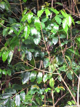 Plancia ëd Coffea arabica L.