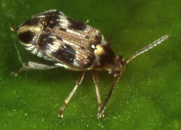 Image of Cowpea Weevil