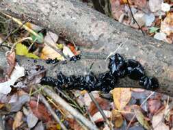 Image of Black Witches' Butter