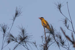 Image of Black-naped Oriole