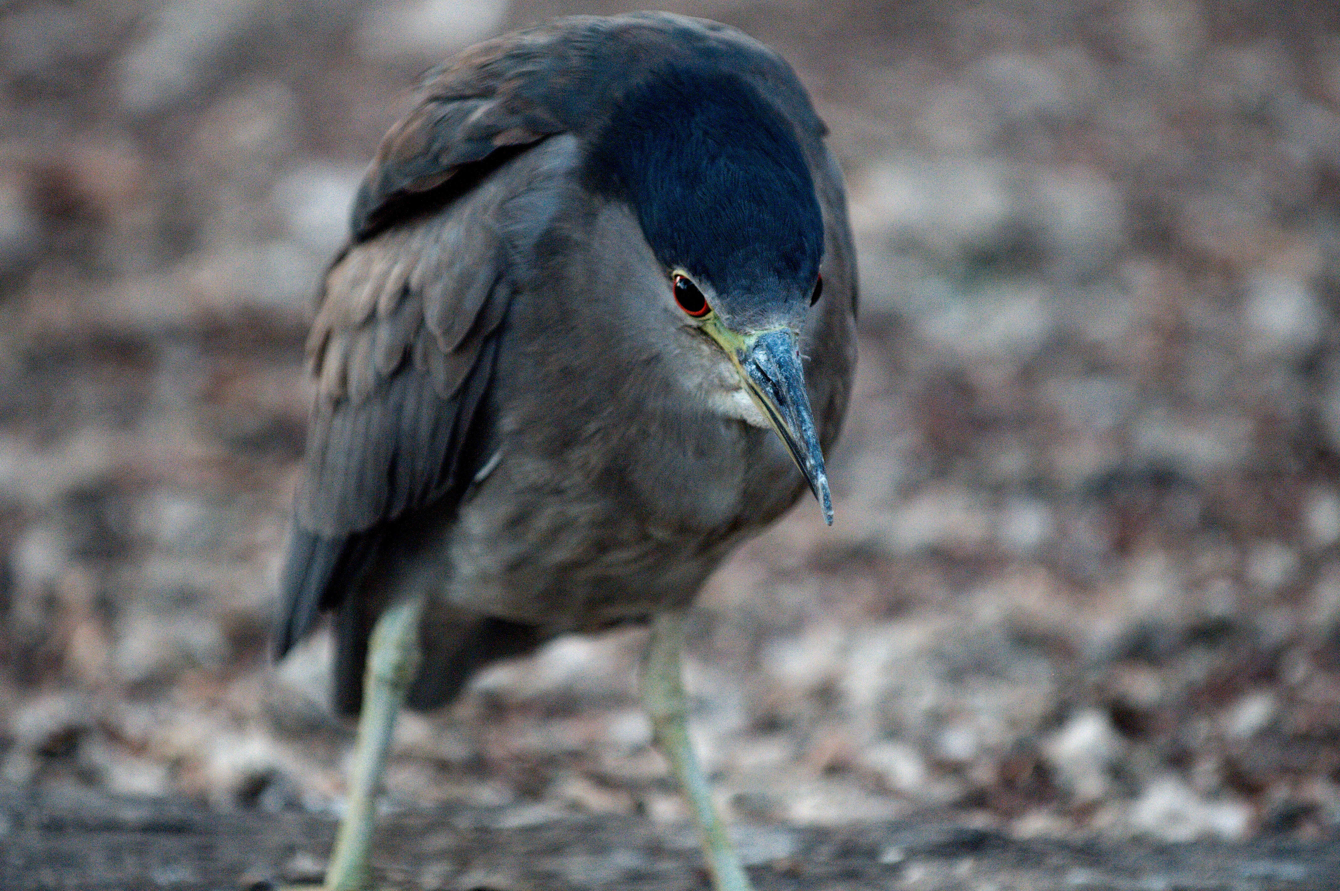 Image of Night Herons