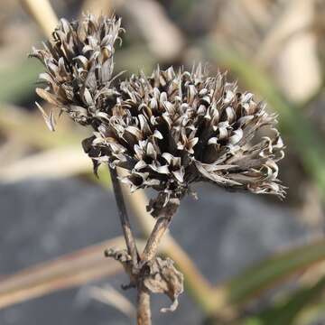 Image of Dianthus japonicus C. P. Thunb. ex A. Murray