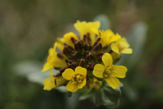 Image of medium flowered winter-cress