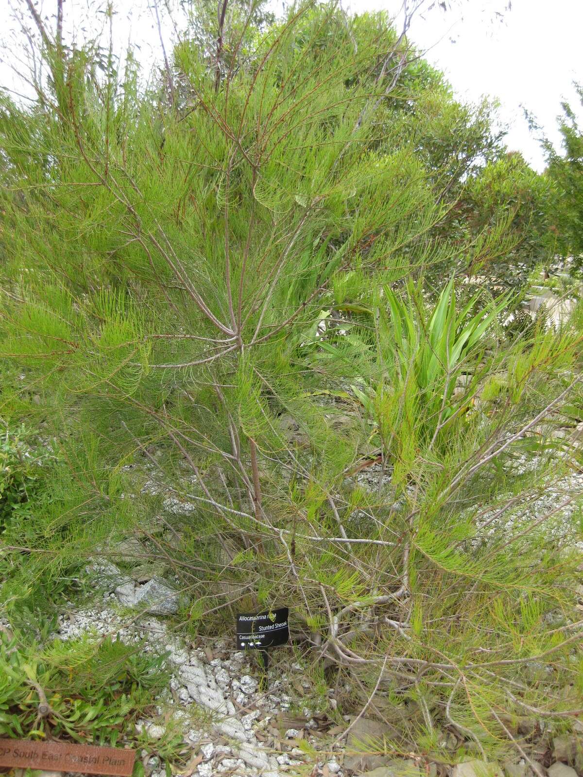 صورة Allocasuarina nana (Sieber ex Spreng.) L. A. S. Johnson