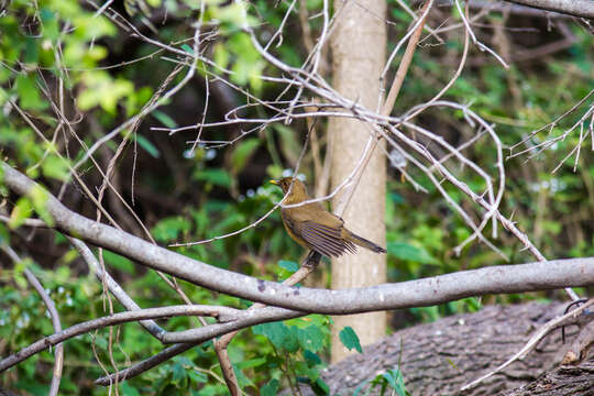 Image of Clay-colored Robin