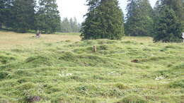 Imagem de Marmota marmota (Linnaeus 1758)