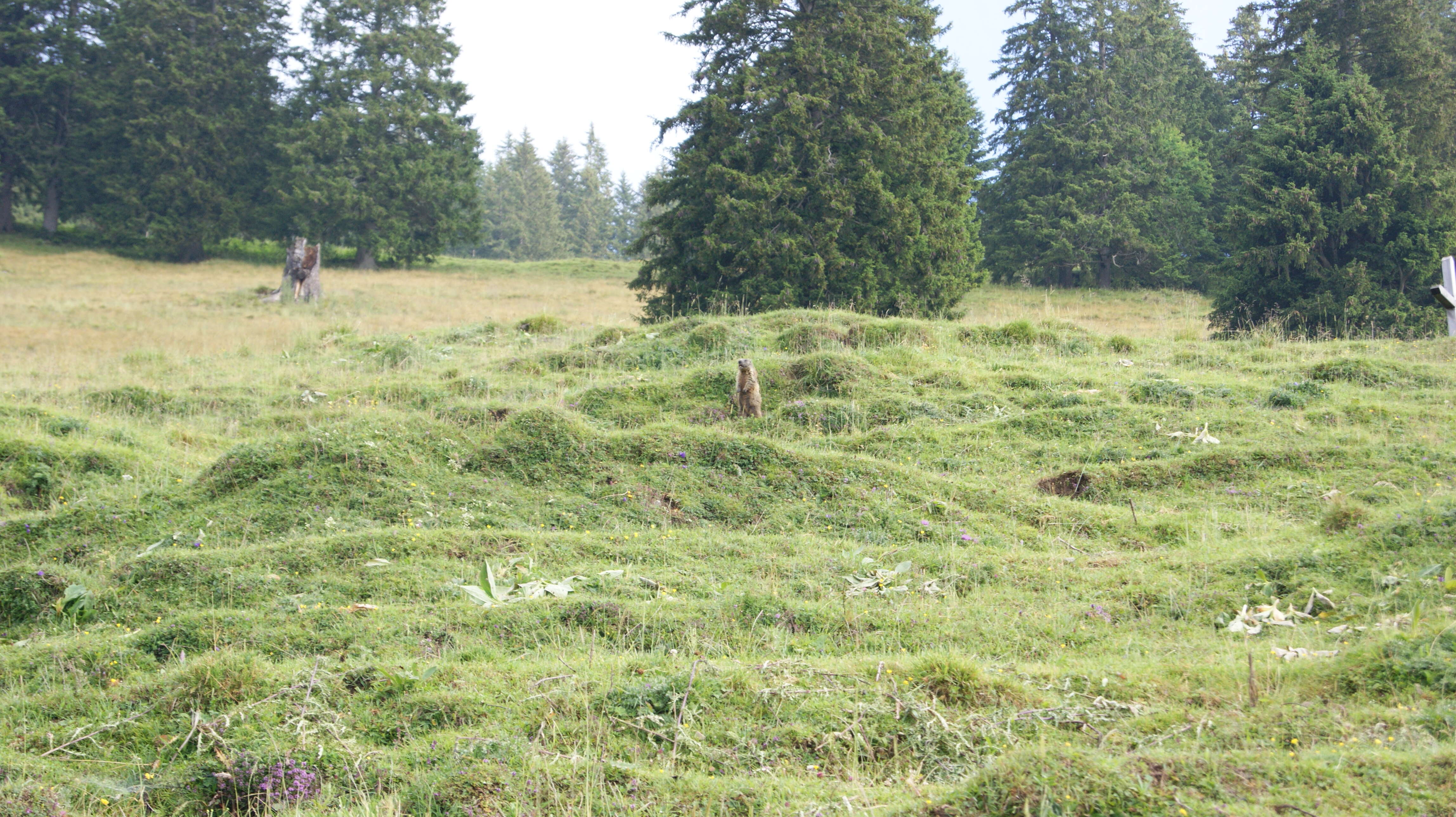 Imagem de Marmota marmota (Linnaeus 1758)