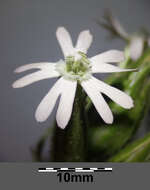 Image of night-flowering campion