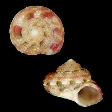 Image of Solariella sanjuanensis Poppe, Tagaro & Dekker 2006