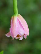 Image of banana passionflower