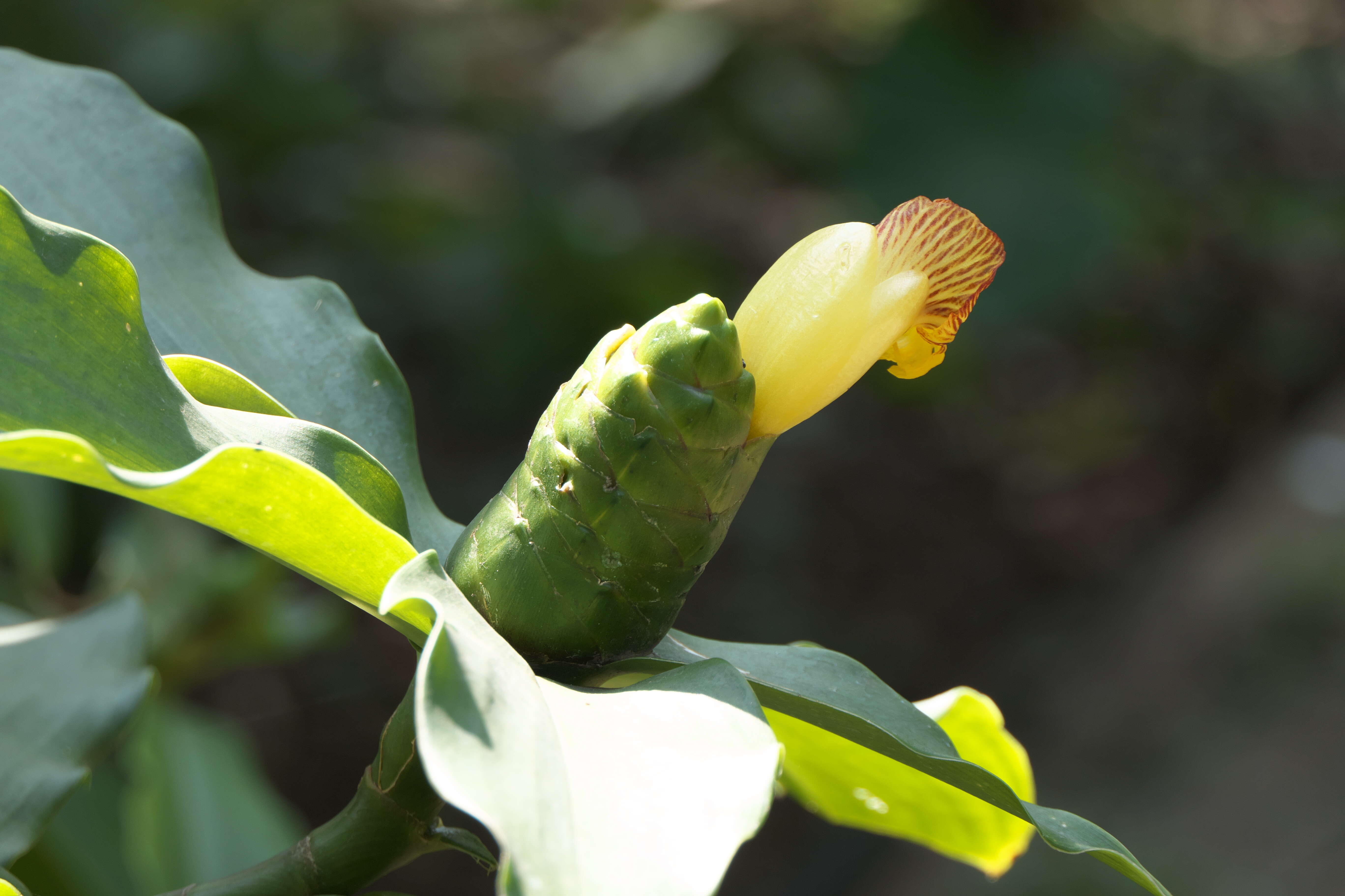 Image of stepladder ginger