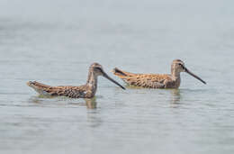 Image of Short-billed Dowitcher