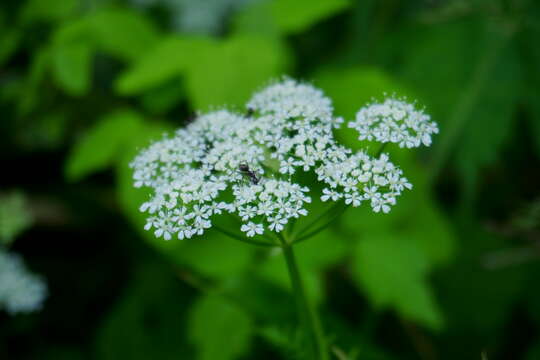 Image of Angelica acutiloba (Sieb. & Zucc.) Kitag.