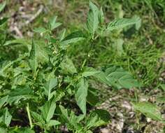 Plancia ëd Sonchus arvensis L.