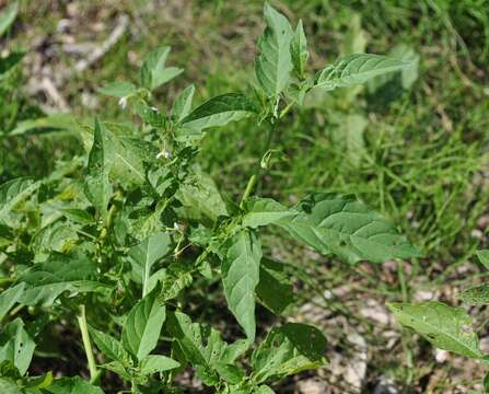 Plancia ëd Sonchus arvensis L.