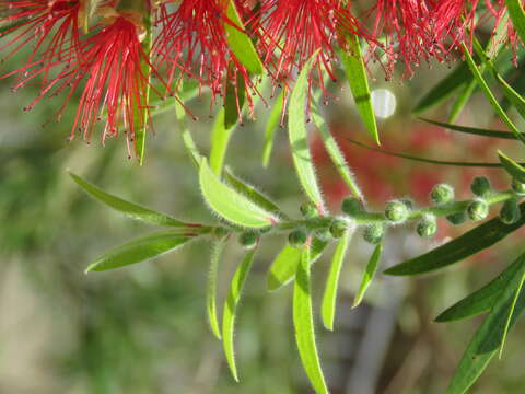 صورة Callistemon citrinus (Curtis) Skeels