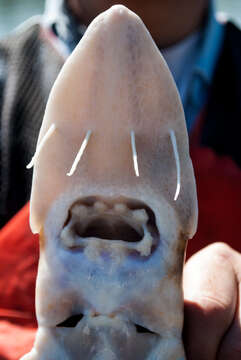 Image of Sand Sturgeon