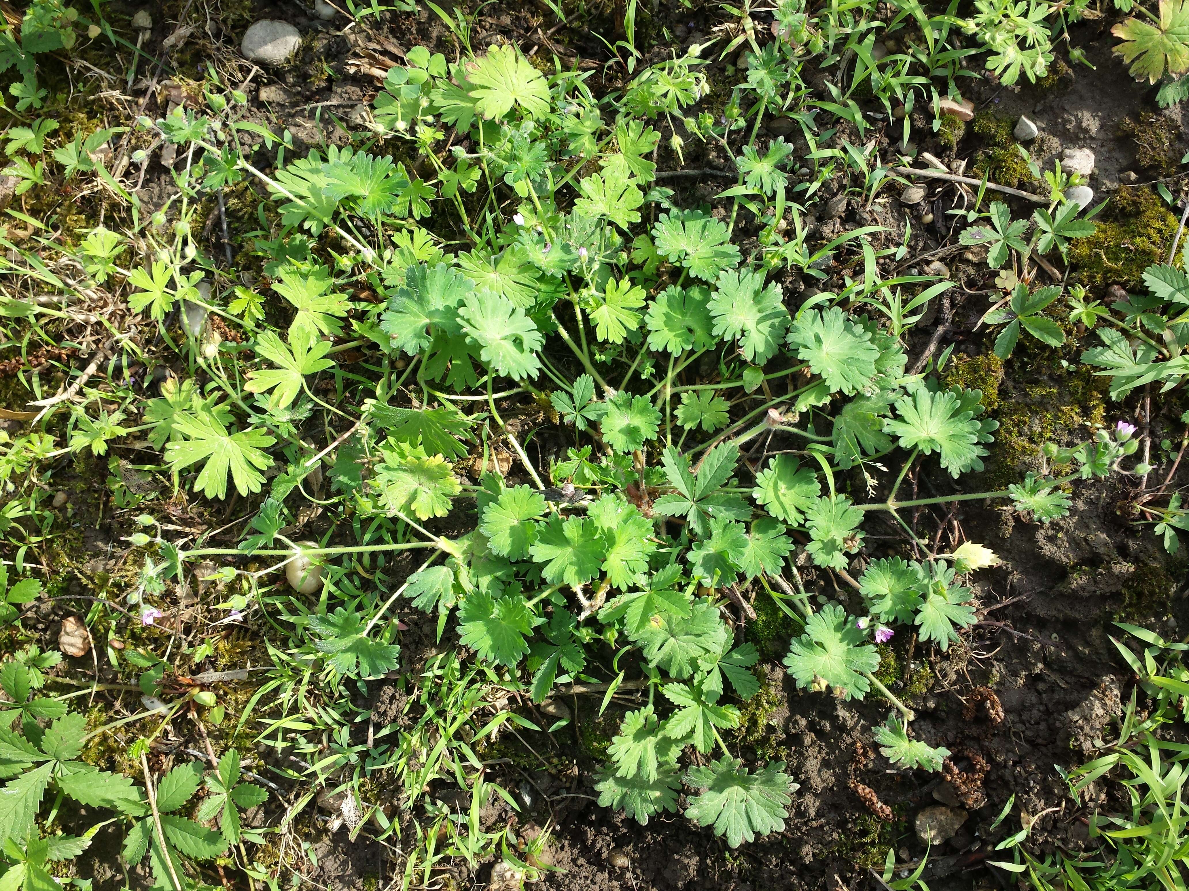 Imagem de Geranium molle L.