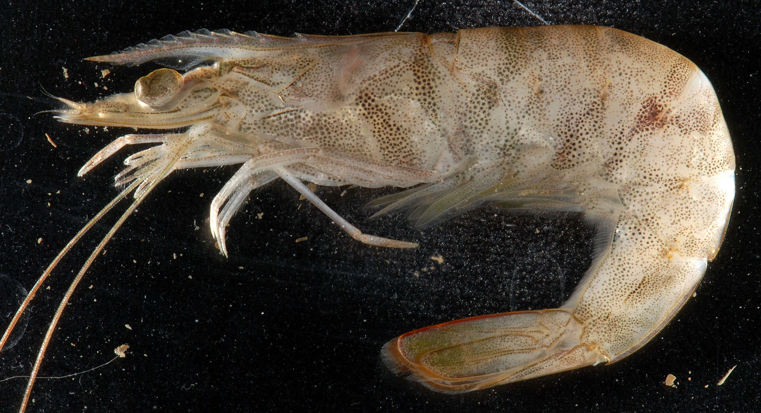 Image of Bait shrimp