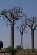 Image of Baobab