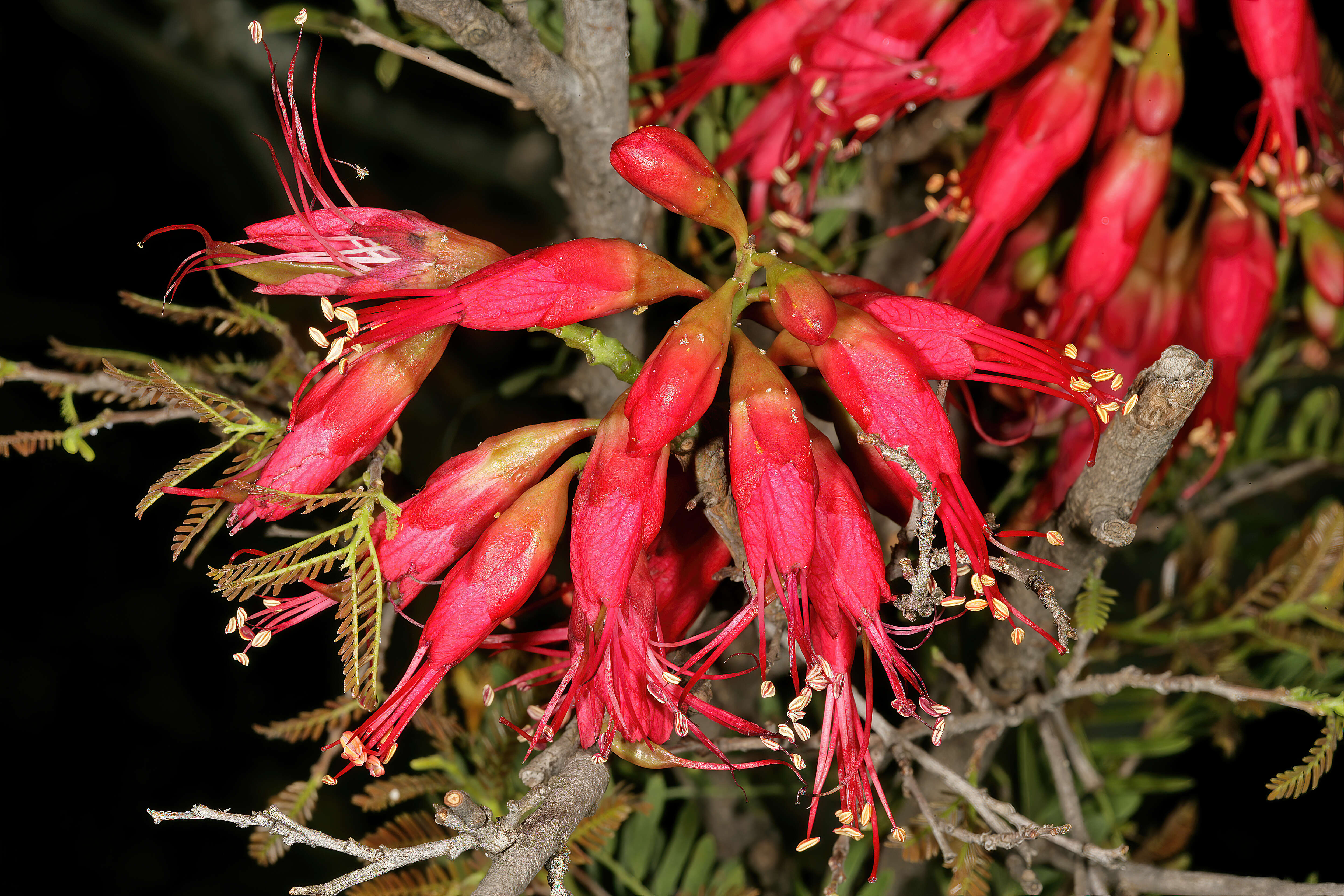 Image of Hottentot's Bean