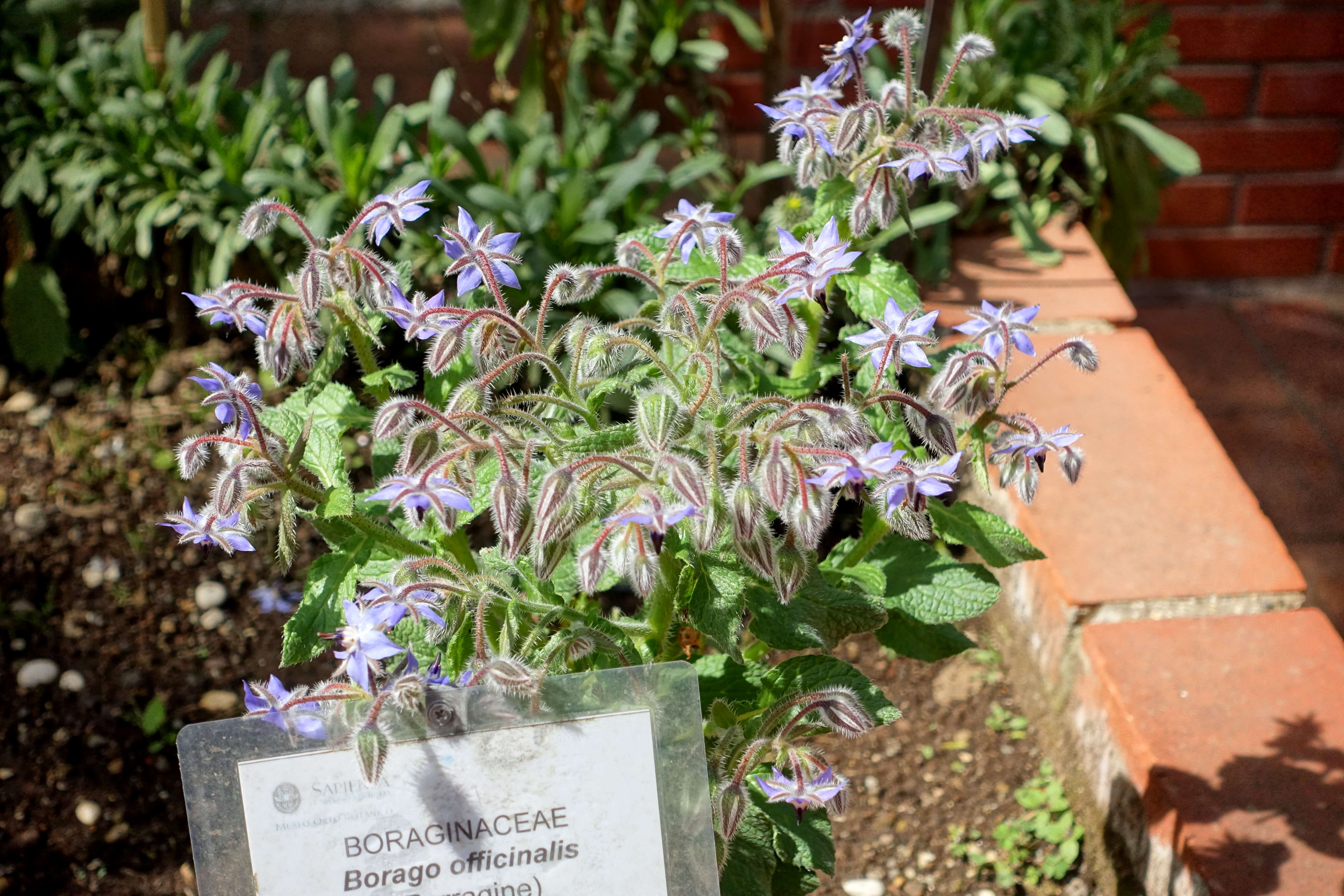 Image of borage