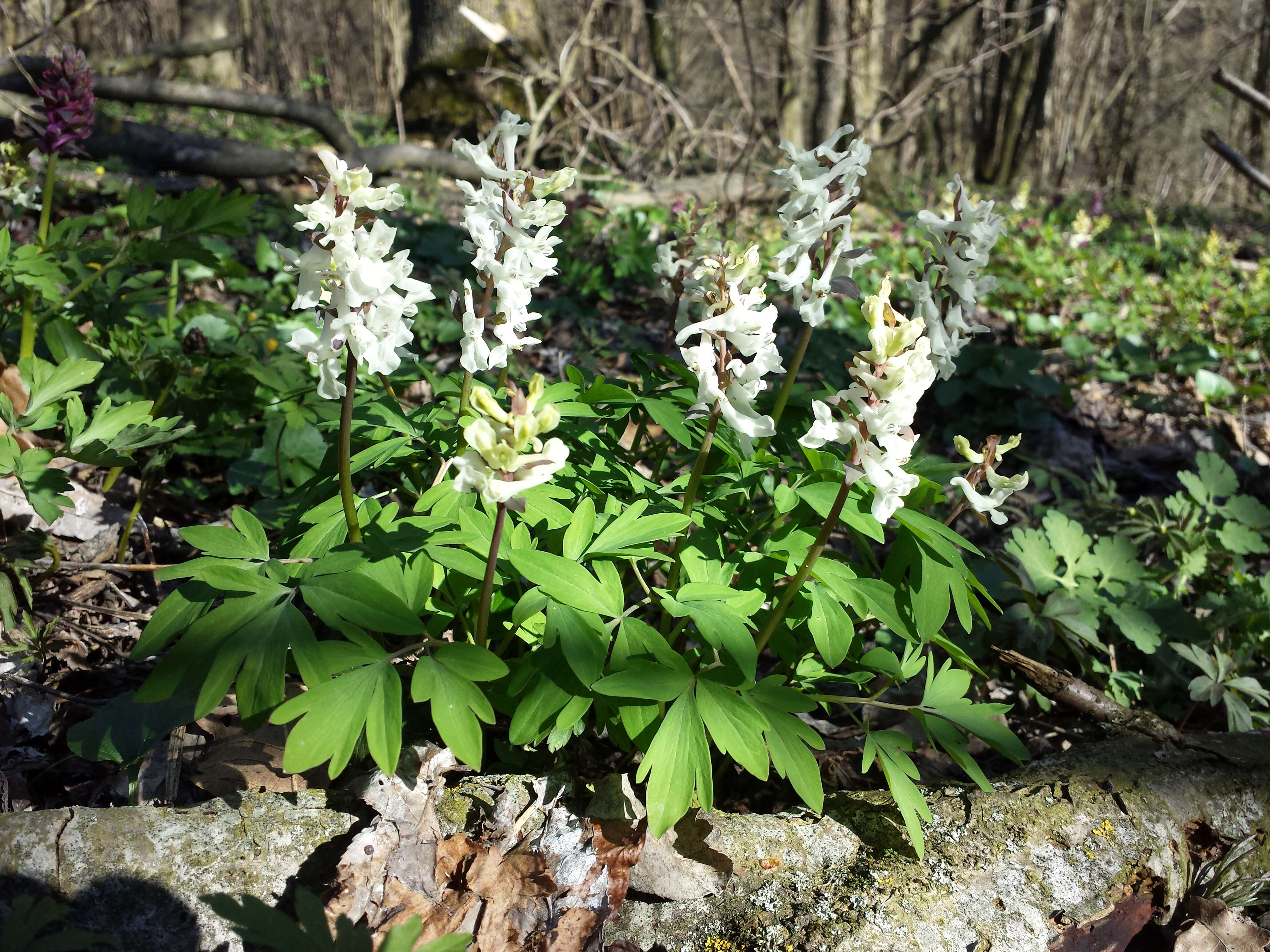 Слика од Corydalis cava (L.) Schweigger & Koerte